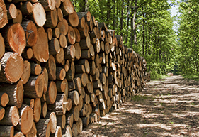 Forestry Software