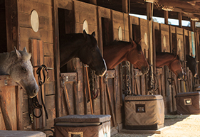 Horse Software