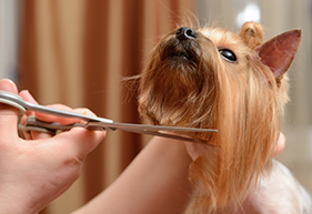 Pet Grooming Software