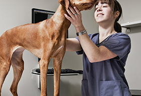 Veterinary Software